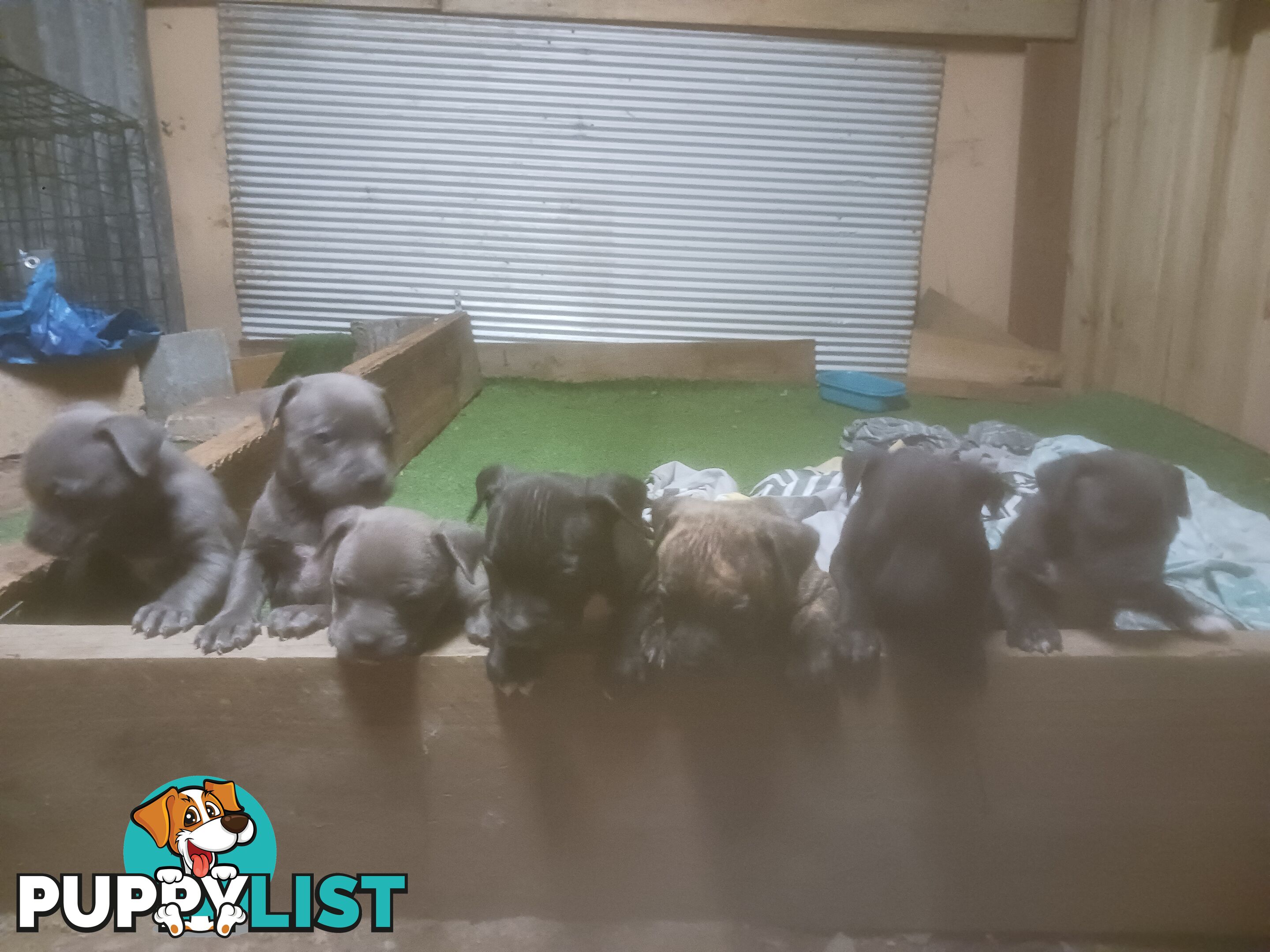 Staffie pups