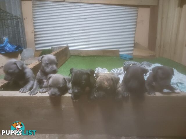 Staffie pups