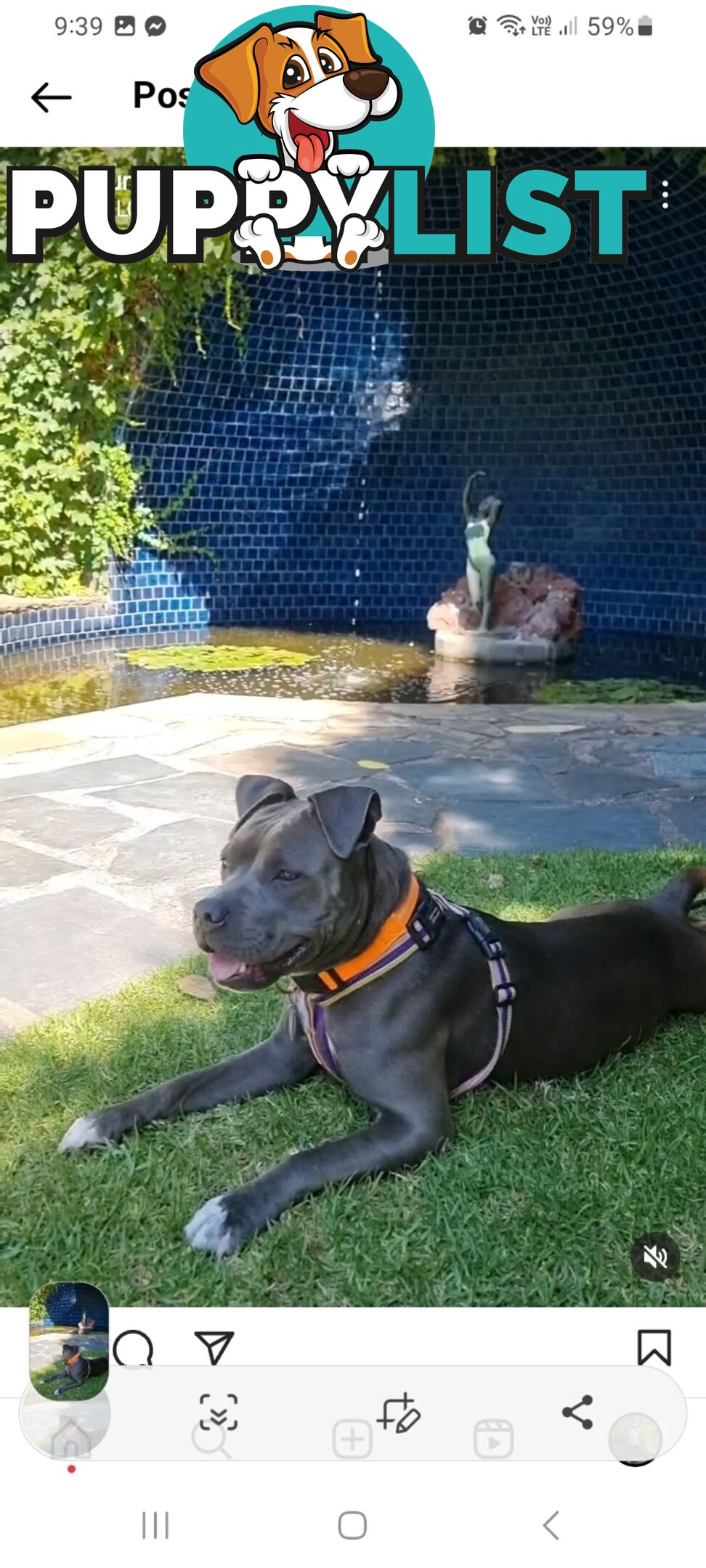 Staffie pups