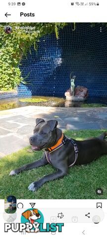 Staffie pups