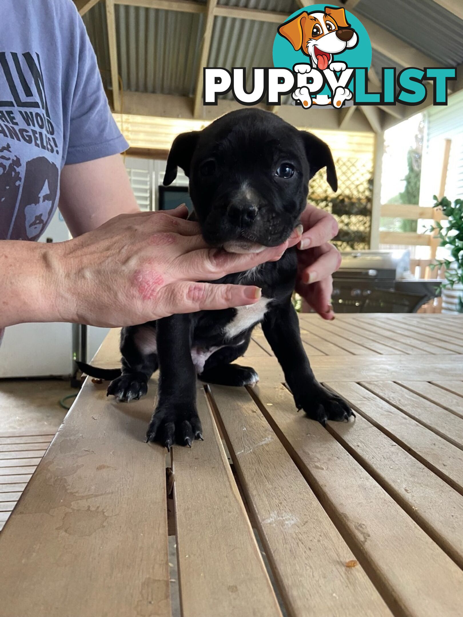 Staffie pups