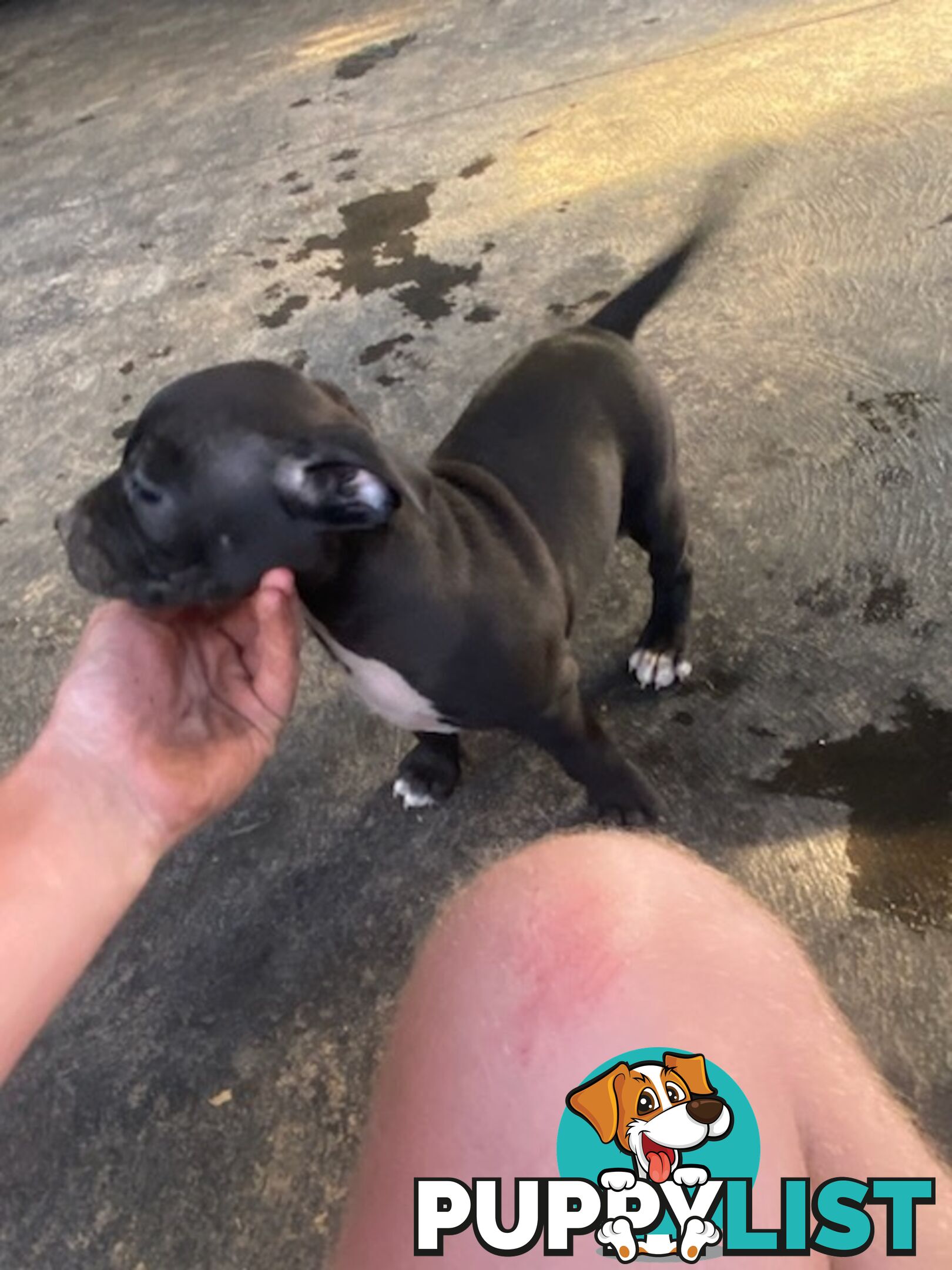 Staffie pups