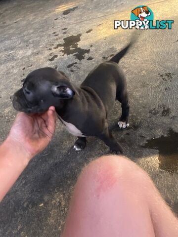 Staffie pups