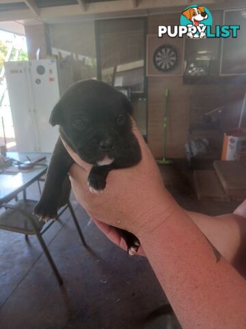 Staffie pups