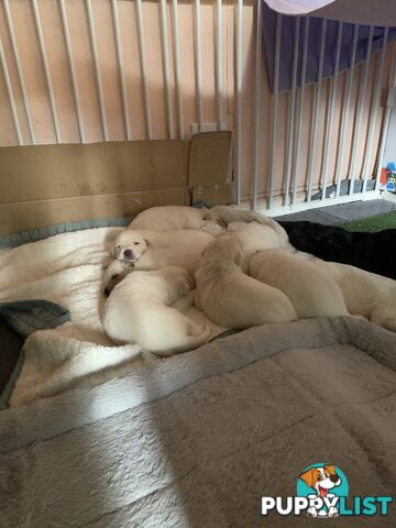 Stud dog service. Blonde German Shepherd.