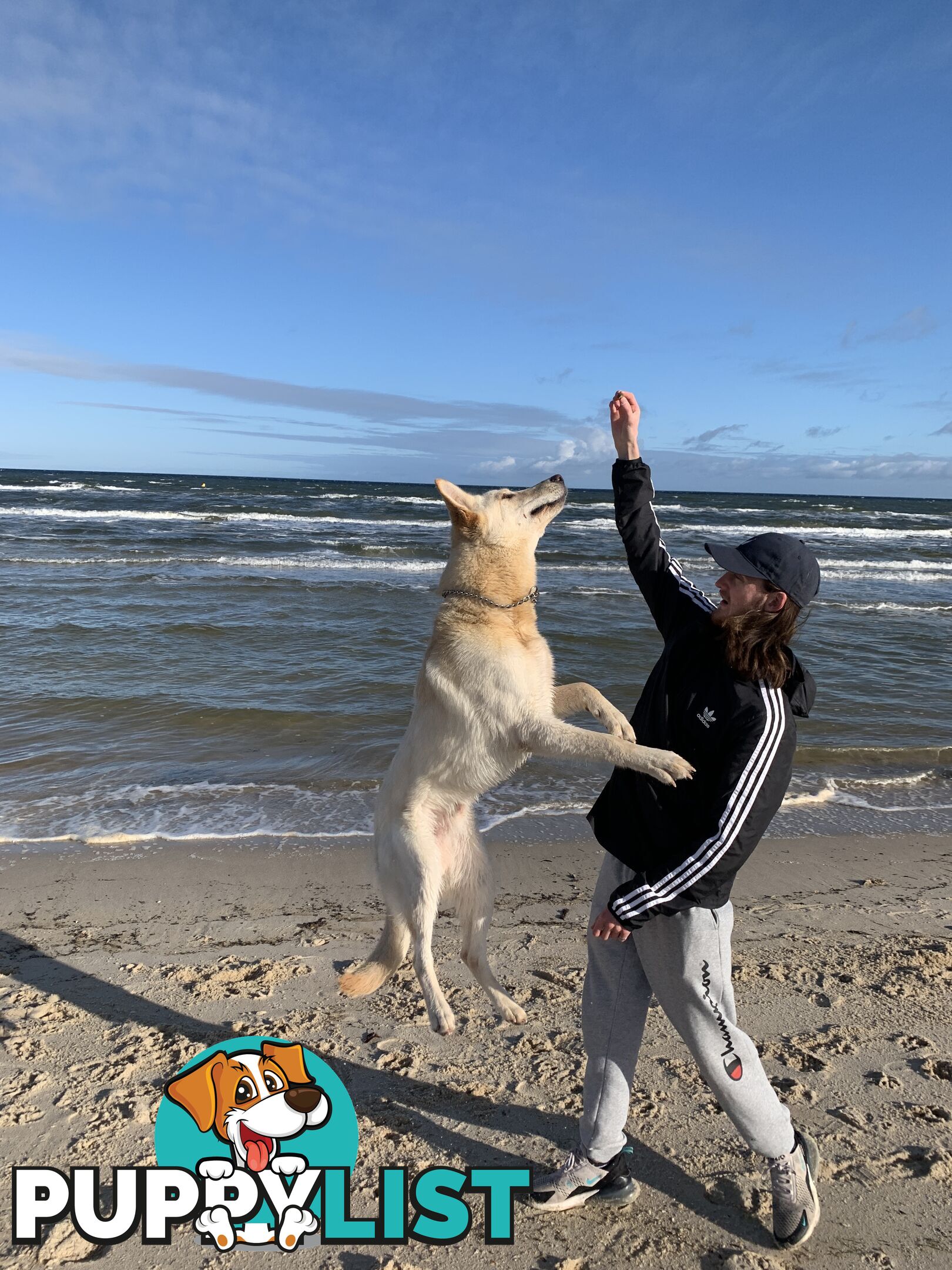 Stud dog service. Blonde German Shepherd.