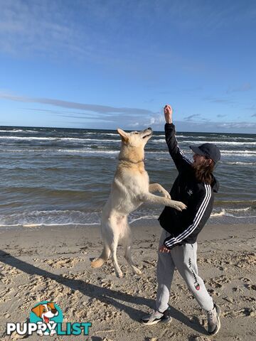 Stud dog service. Blonde German Shepherd.