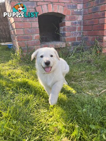 Stud dog service. Blonde German Shepherd.