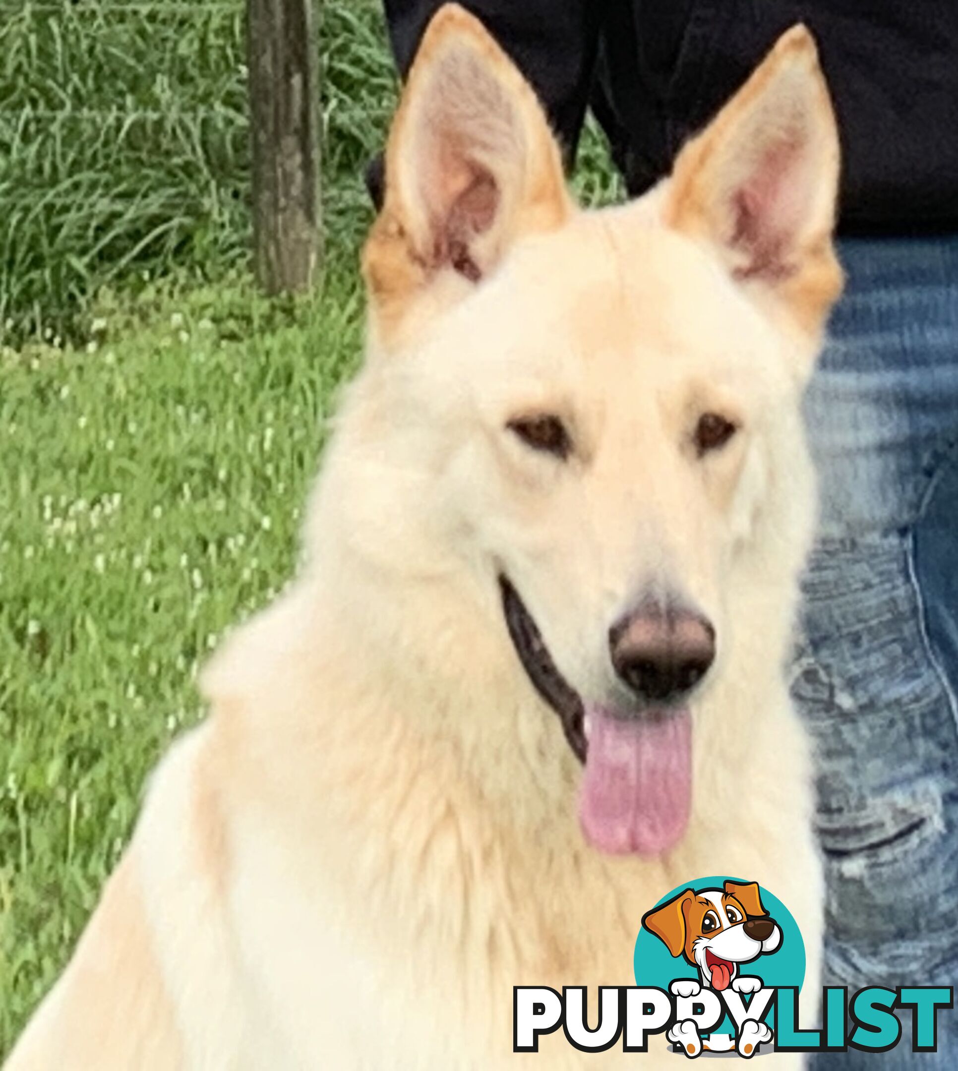 Stud dog service. Blonde German Shepherd.