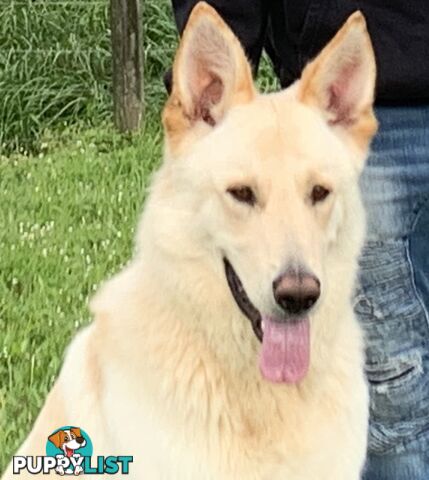 Stud dog service. Blonde German Shepherd.