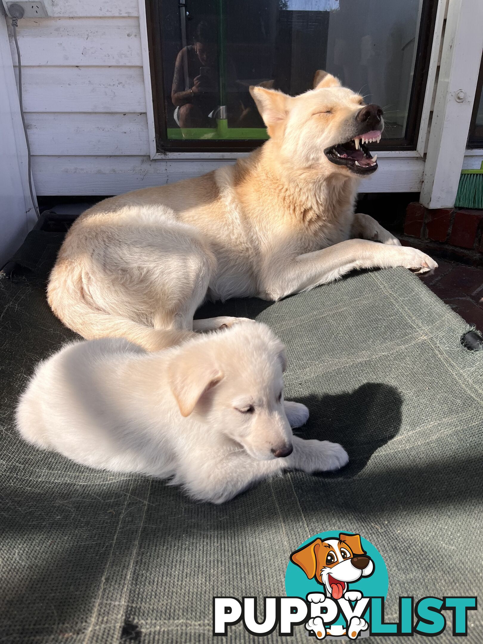 Stud dog service. Blonde German Shepherd.