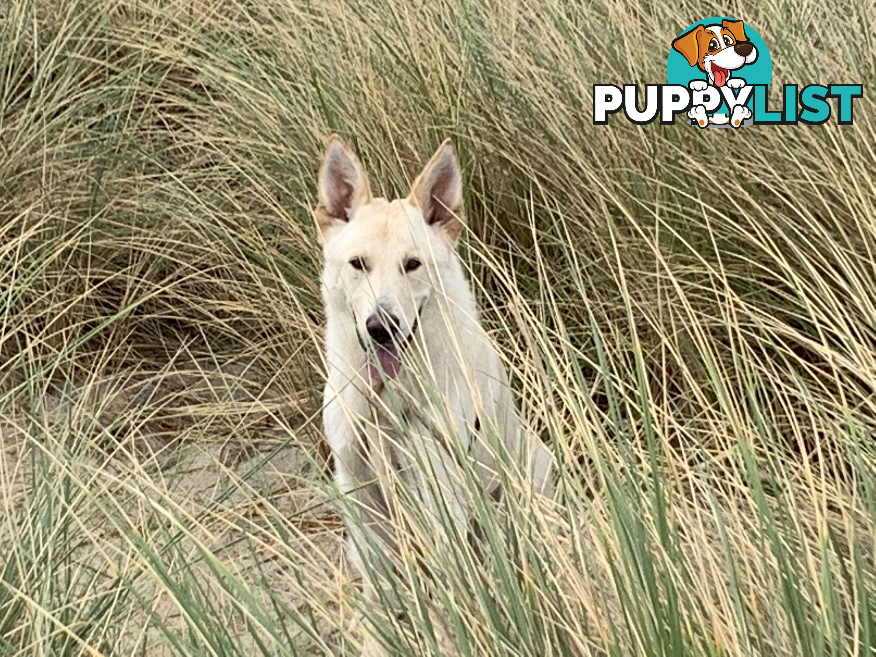 Stud dog service. Blonde German Shepherd.