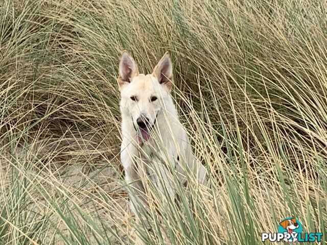 Stud dog service. Blonde German Shepherd.