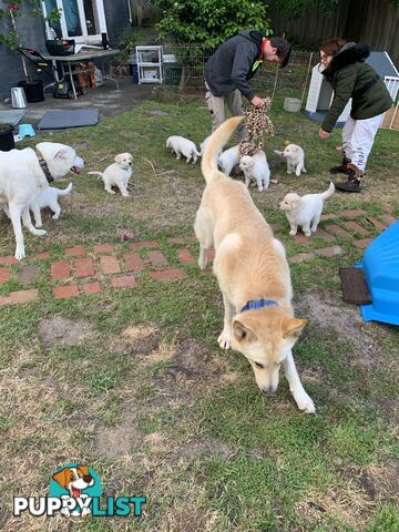 Stud dog service. Blonde German Shepherd.