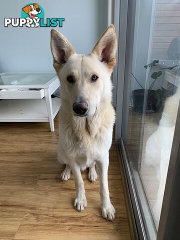 Stud dog service. Blonde German Shepherd.