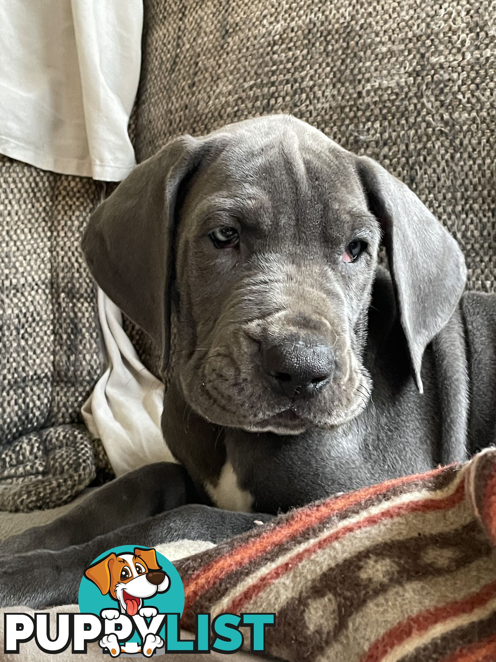 Great Dane Puppies