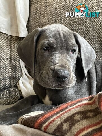Great Dane Puppies