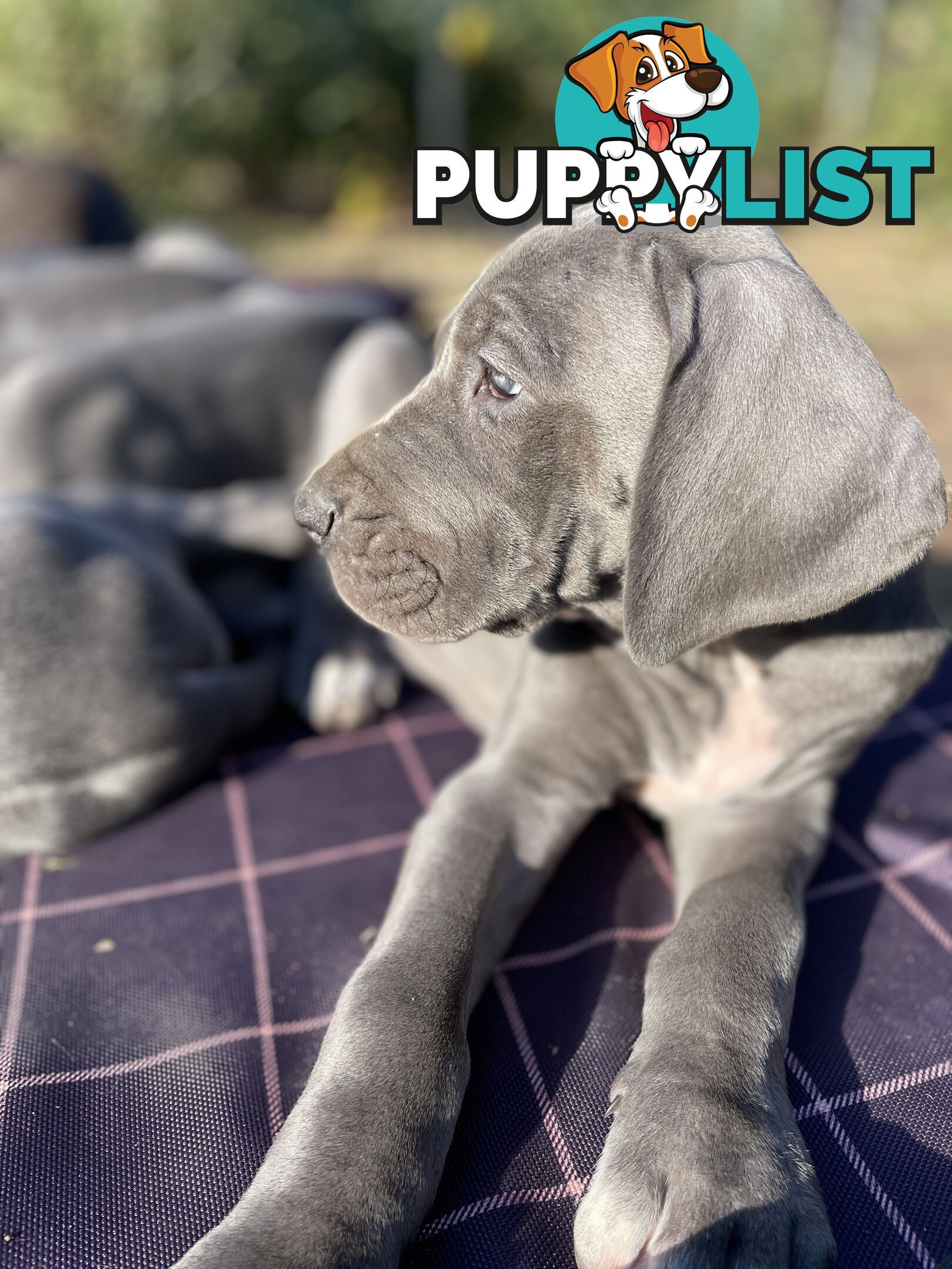 Great Dane Puppies