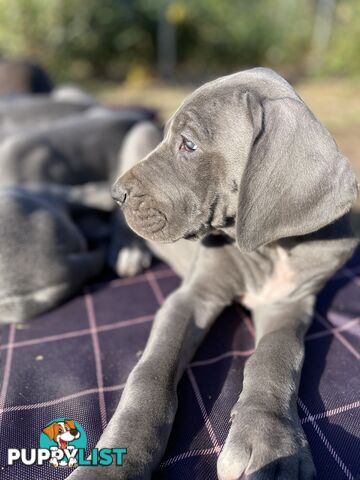 Great Dane Puppies