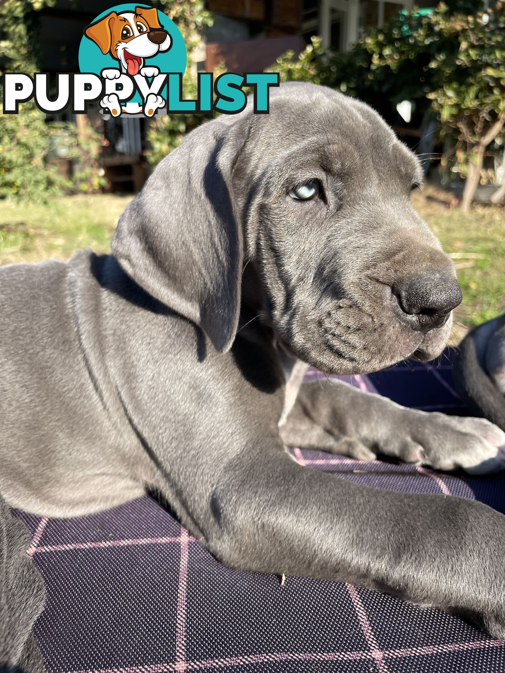 Great Dane Puppies