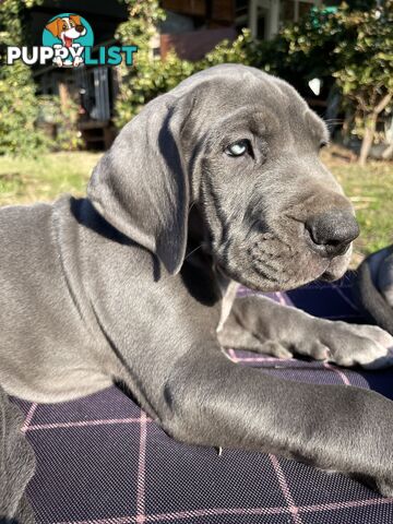 Great Dane Puppies