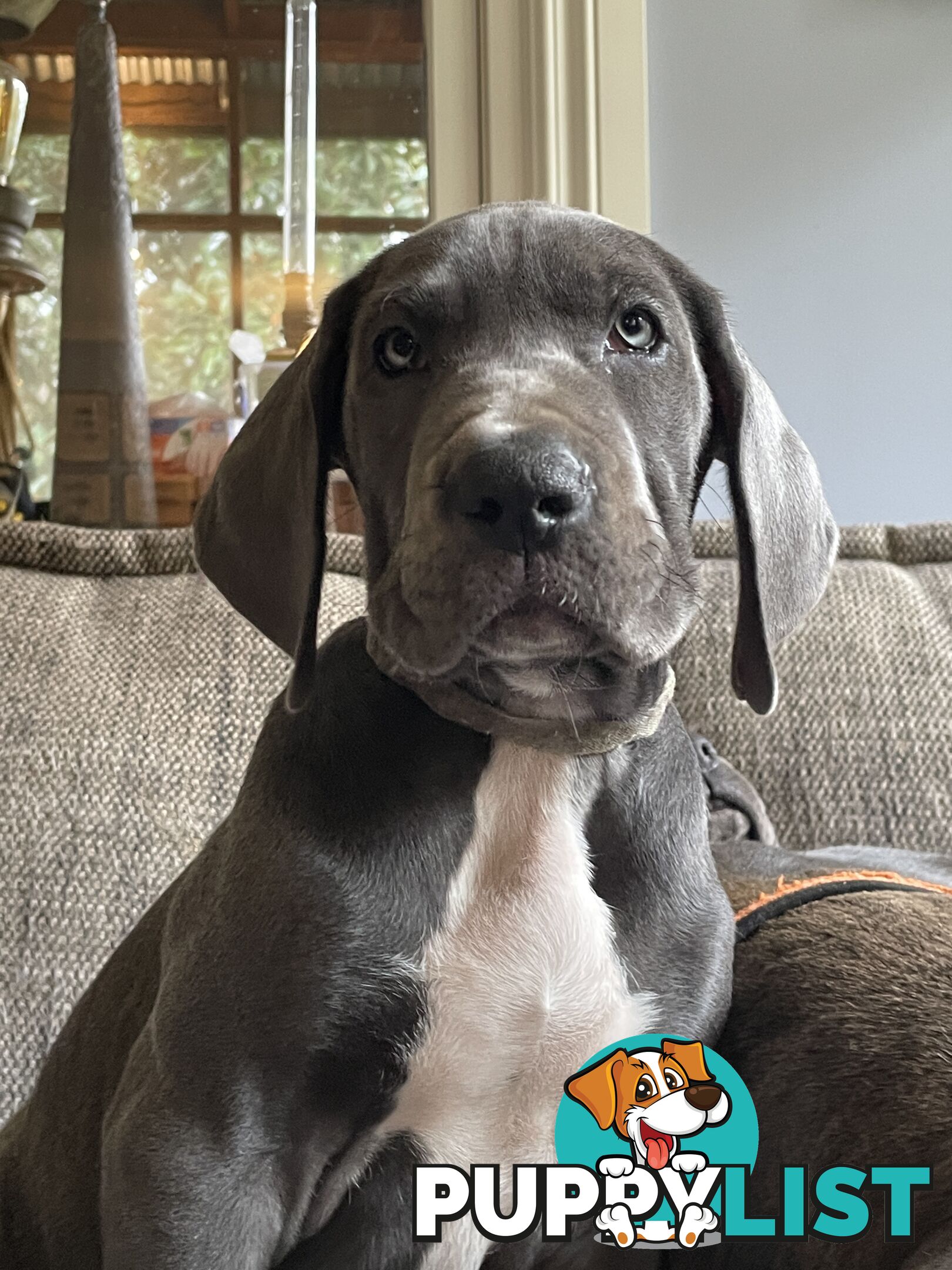Great Dane Puppies