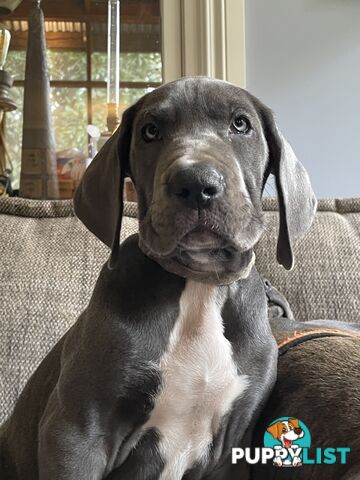 Great Dane Puppies