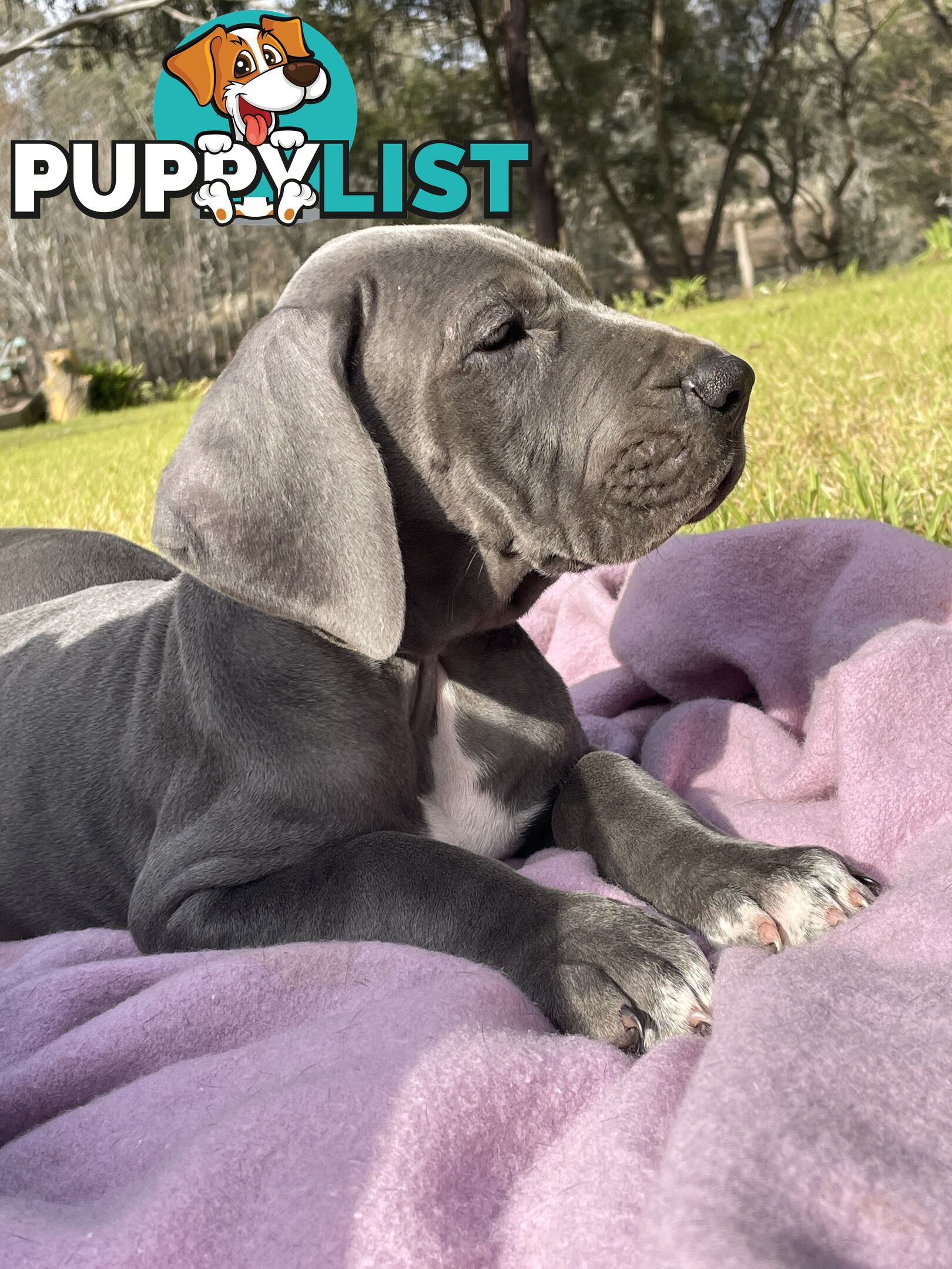 Great Dane Puppies