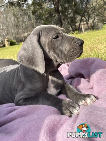 Great Dane Puppies