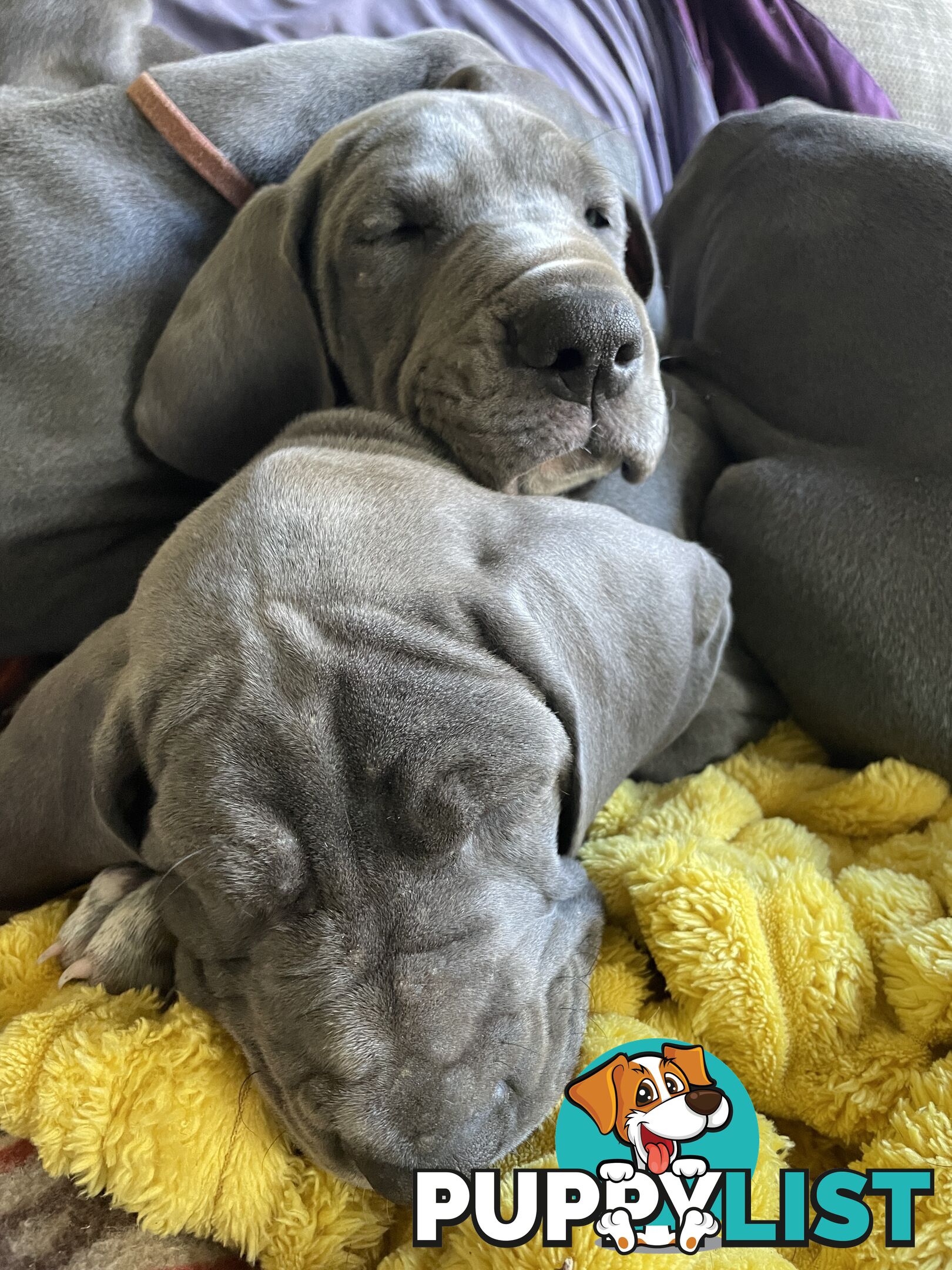 Great Dane Puppies