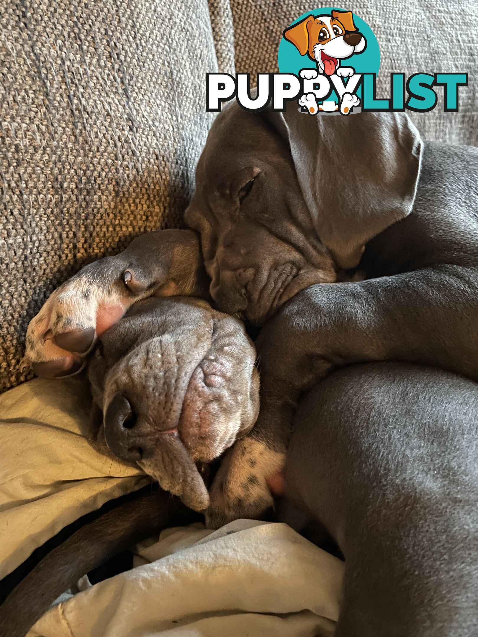Great Dane Puppies