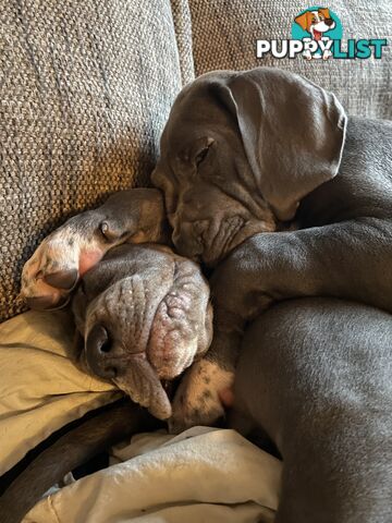 Great Dane Puppies