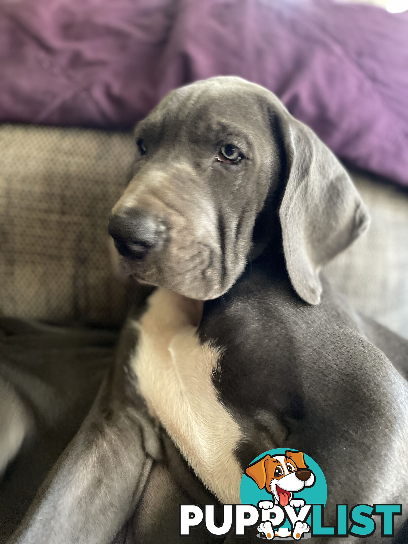 Great Dane Puppies