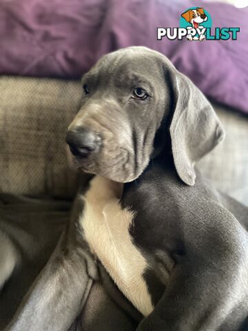 Great Dane Puppies
