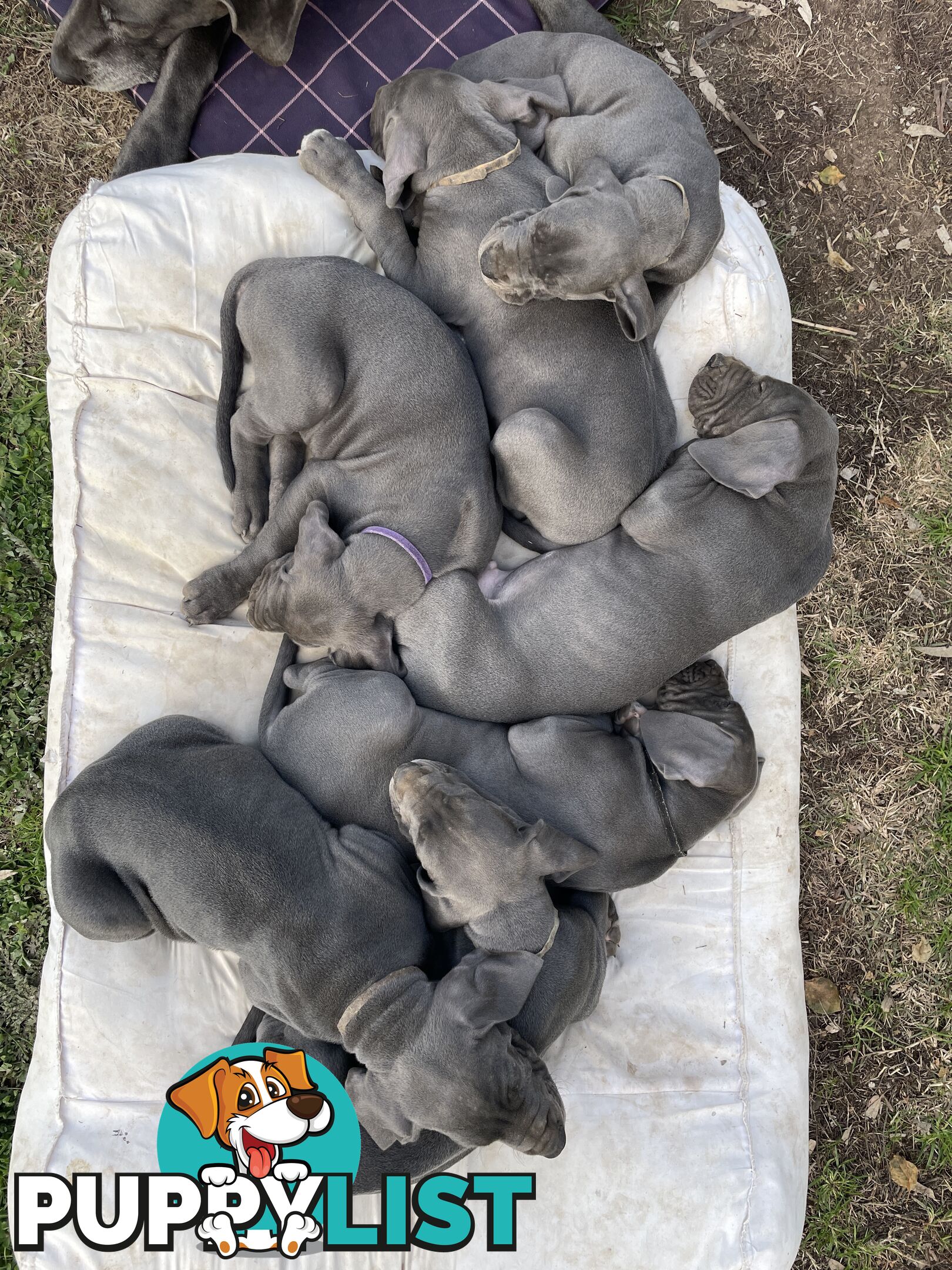 Great Dane Puppies
