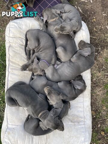 Great Dane Puppies