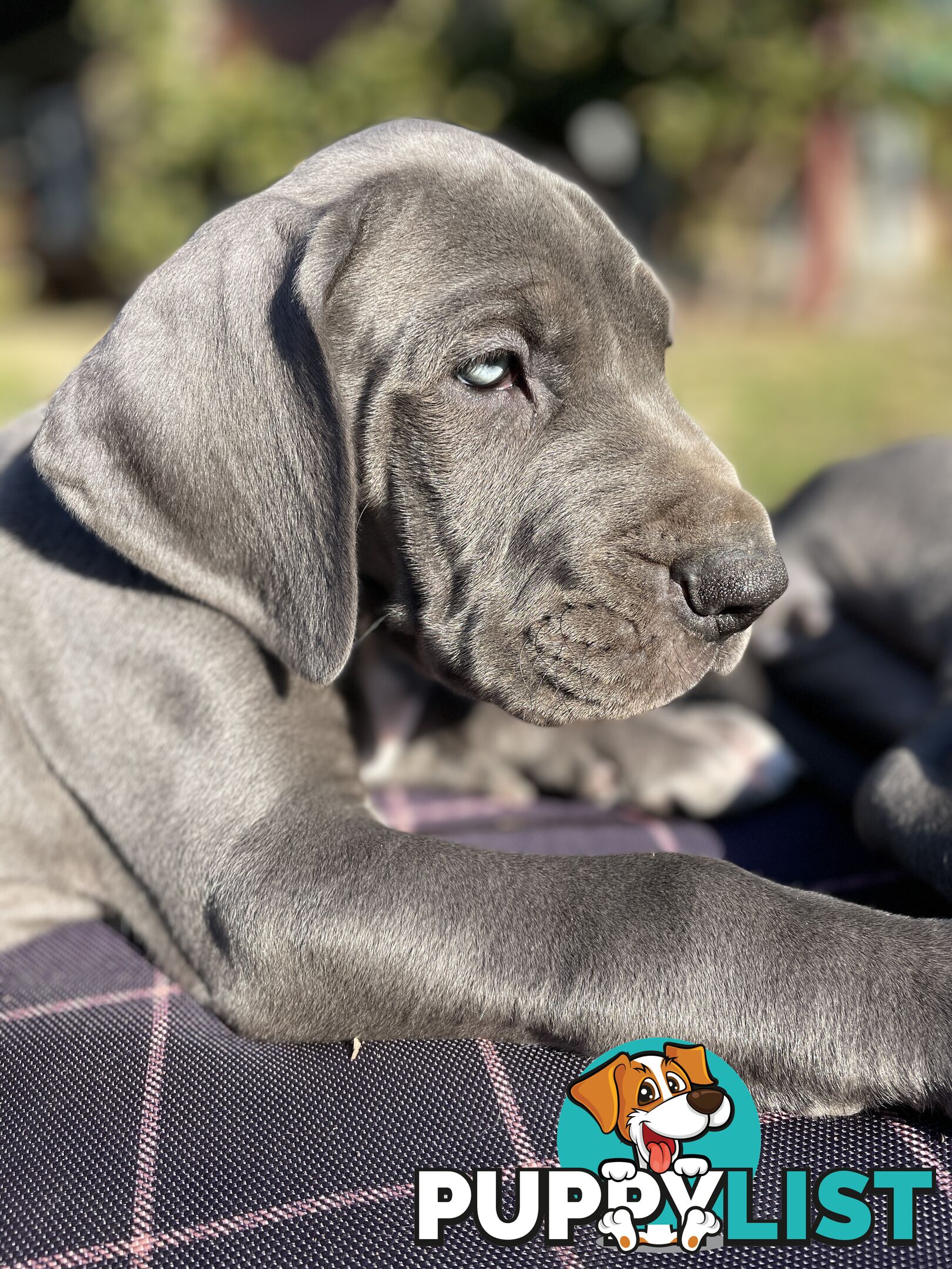 Great Dane Puppies
