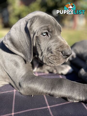 Great Dane Puppies