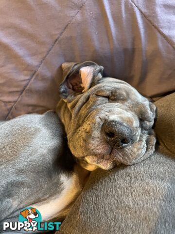 Great Dane Puppies