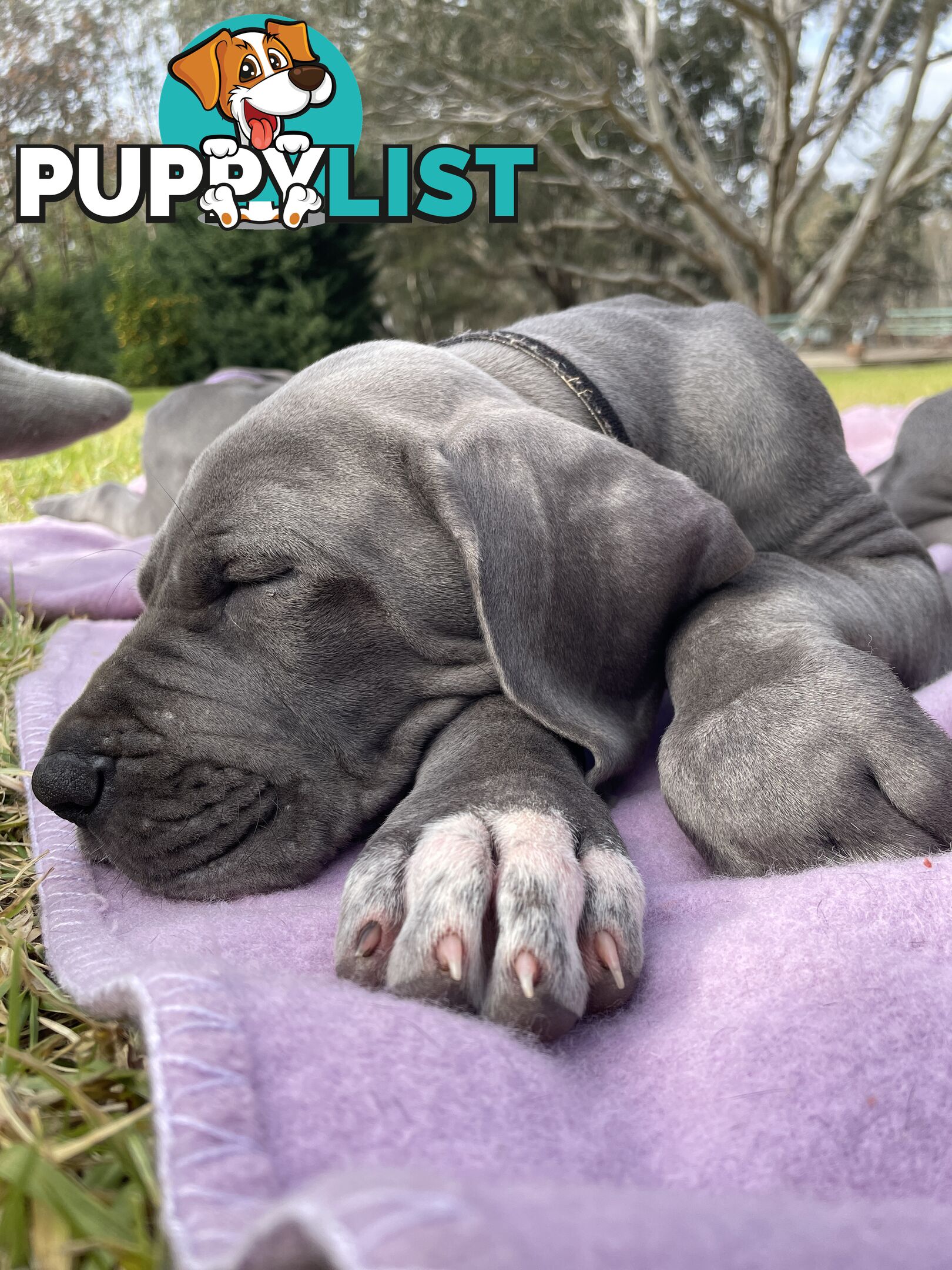 Great Dane Puppies
