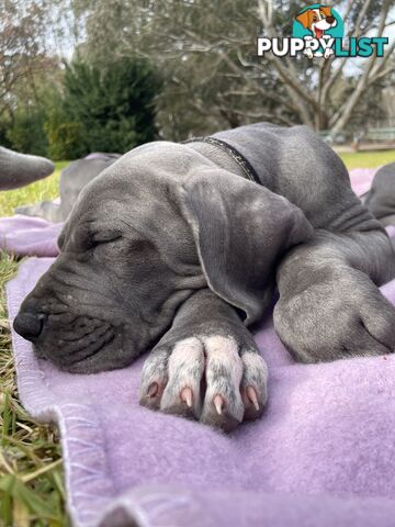 Great Dane Puppies