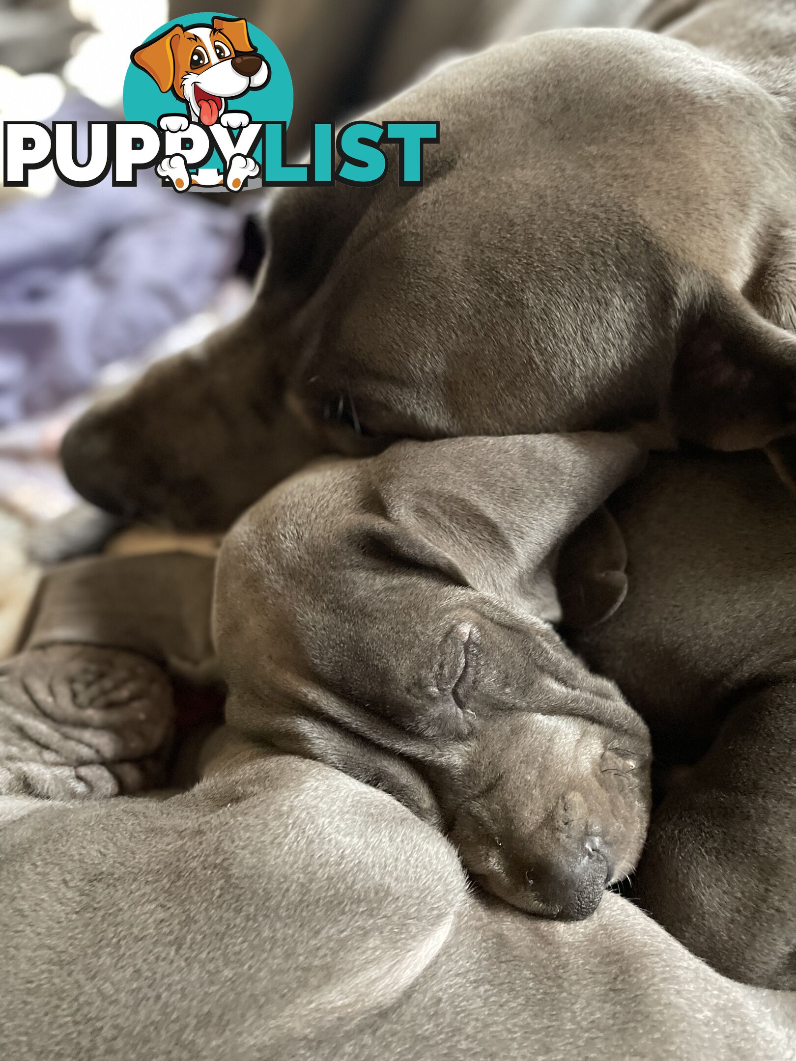 Great Dane Puppies