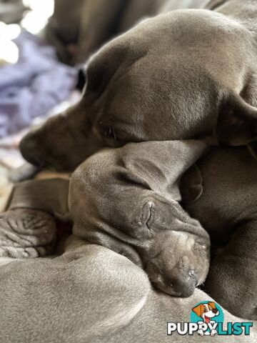 Great Dane Puppies