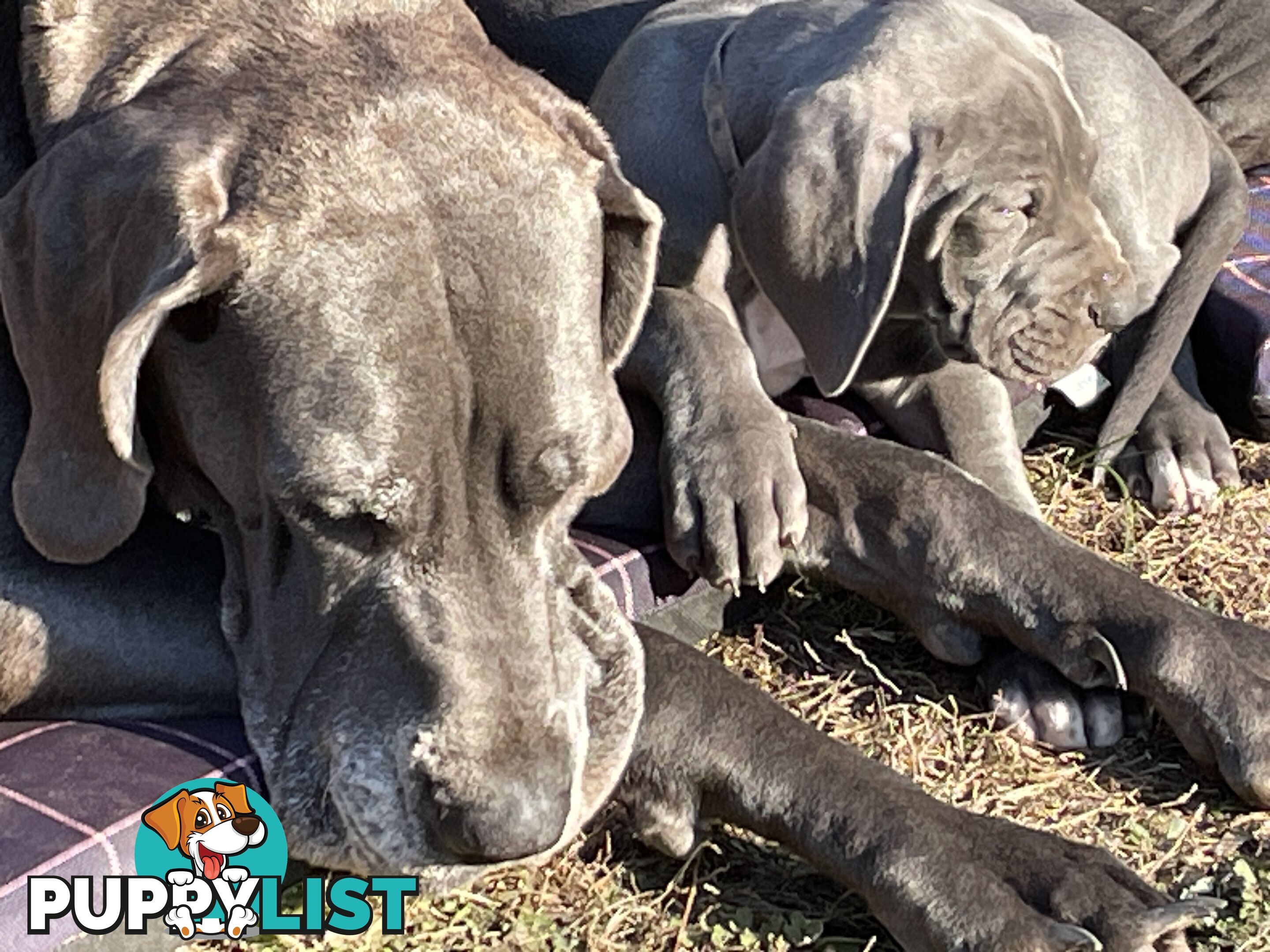 Great Dane Puppies