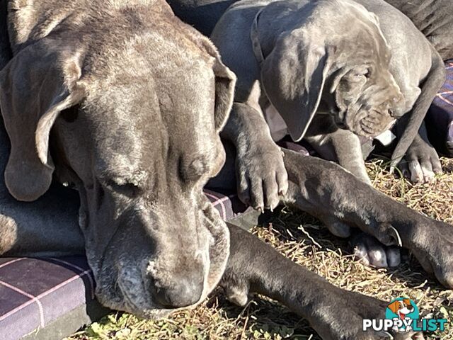 Great Dane Puppies