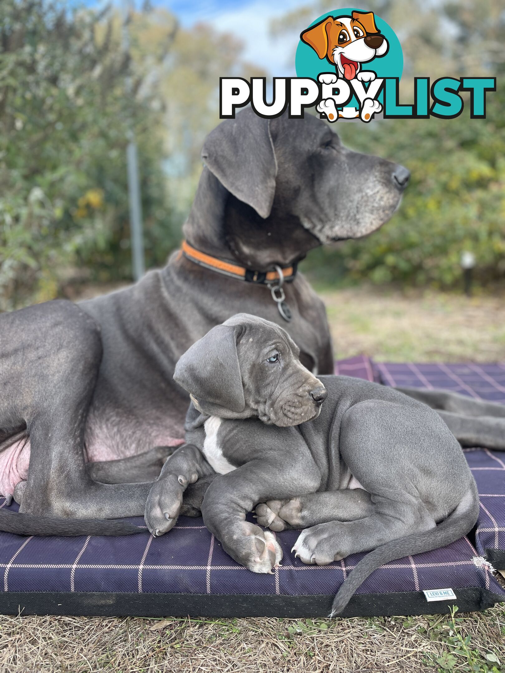 Great Dane Puppies