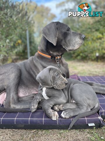 Great Dane Puppies