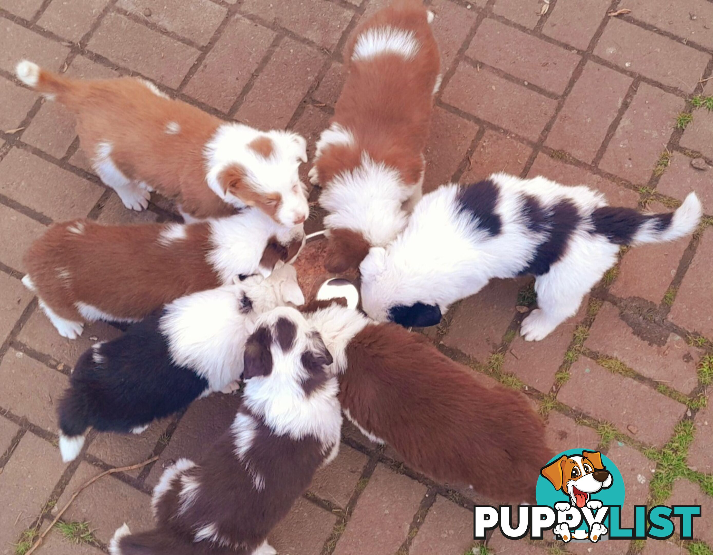 Border Collie Puppies