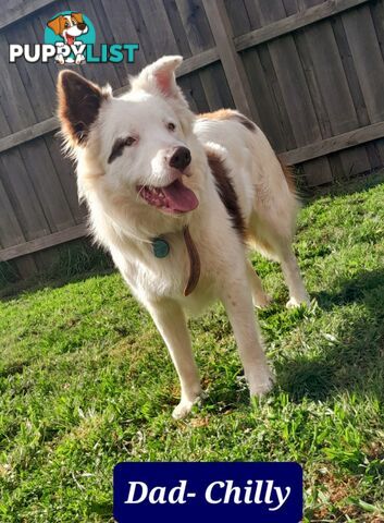 Border Collie Puppies