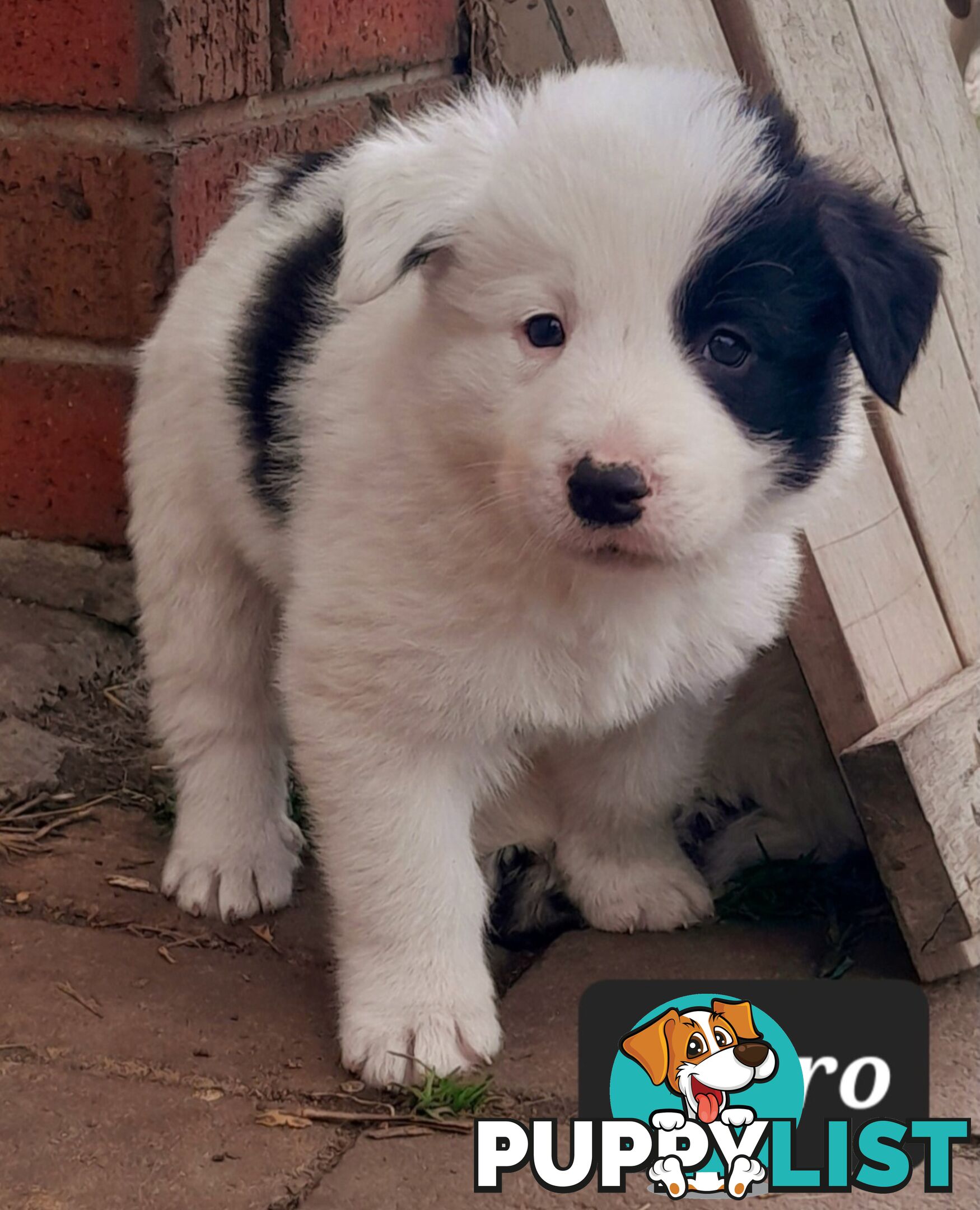 Border Collie Puppies